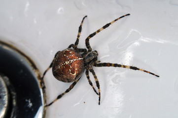 Spider Up Close