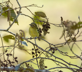 Yellow-winged Vireo give a questioning eye while standing on twig like branch