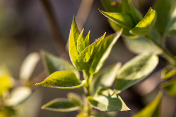 Young green leaves of trees in the light of sunset rays.