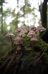 Helmlinge auf Totholz