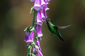 Fiery-throated Hummingbird with beak almost all the way inserted into purple bloom