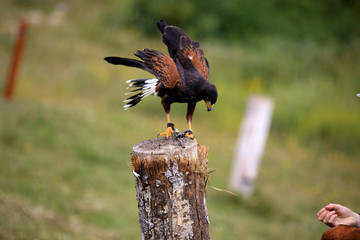 Vancouver, America - August 18, 2019: Hawk exhibition at Grouse Mountain, Vancouver, America