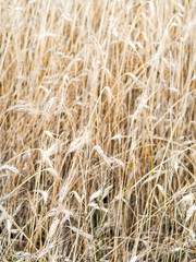 golden wheat field 