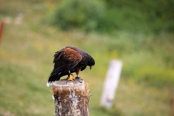Vancouver, America - August 18, 2019: Hawk exhibition at Grouse Mountain, Vancouver, America