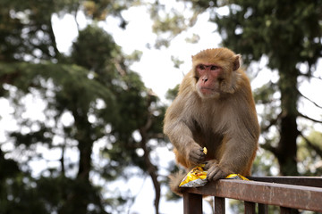 Shimla, India 03/01/2020: A monkey stole a packet of chips near the Hanuman Temple.