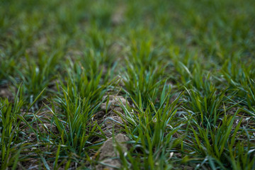 Young green wheat seedlings growing on a field. Agricultural field on which grow immature young cereals, wheat. Wheat growing in soil. Close up on sprouting rye on a field in sunset. Sprouts of rye.