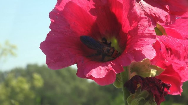 Strong wind. Sphecius speciosus in family Crabronidae, cicada killer or cicada hawk, is large digger wasp species inside in wild flower Malva Moschata, Musk Mallow or Musk-Mallow, is species in family