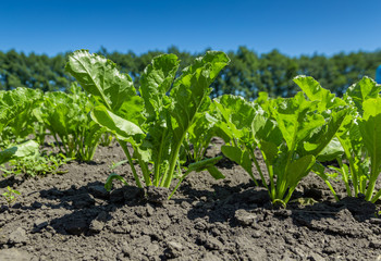 sugar beet field