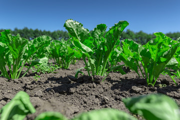 sugar beet field