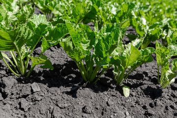 sugar beet field
