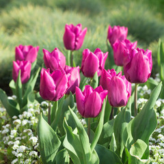 Fototapeta premium pink tulips spring flowers in garden