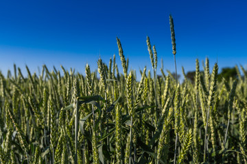 green wheat field and sky
