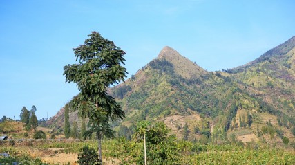 Obraz premium pine trees on a Kendil mountain slope in central java