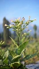 wild tobacco flowers against blue sky