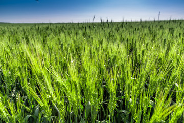 green wheat field