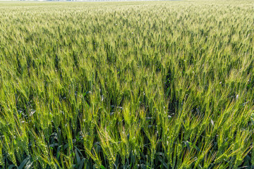 green wheat field