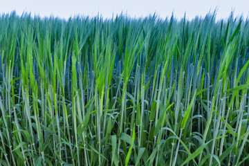 wheat field and blue sky