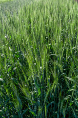 Obraz premium wheat field and blue sky