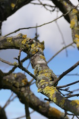 Ast