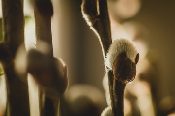Close up macro photo of pussy willow, branches with catkins, resembling easter and palm sunday. Furry balls blooming on branches, called also genus salix.