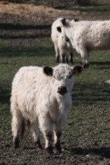Kalb