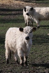 Obraz premium Kalb auf der Wiese