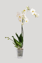 Beautiful and fragrant white phalaenopsis orchid in a pot on a gray background. On one of the stems buds begin to blossom