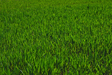 Fresh, juicy green cornfield in spring.
