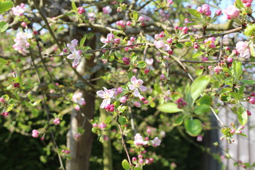 Fleurs de pommier