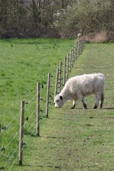 Weisses Kalb
