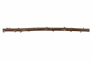 Thorns branch isolated on a white background. Twig with thorns isolated on white background. 