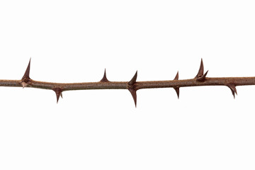 Thorns branch isolated on a white background. Twig with thorns isolated on white background.  - obrazy, fototapety, plakaty