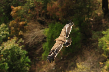 Steppe Eagle