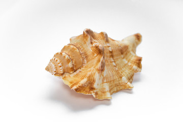 Obraz premium seashell mollusk isolate on a white background listen to the sound of the sea