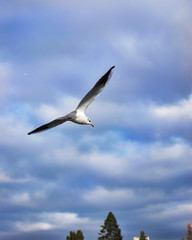 seagull in flight
