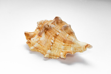 seashell mollusk isolate on a white background listen to the sound of the sea