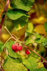 raspberry on a bush in green leaves