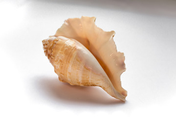 seashell mollusk isolate on a white background listen to the sound of the sea