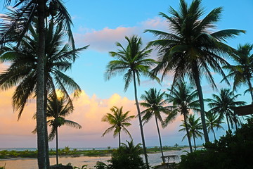 Fototapeta premium Céu entre coqueiros