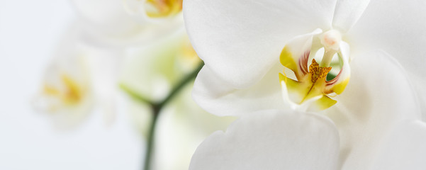 Fototapeta na wymiar Beautiful and fragrant white phalaenopsis orchid close up. Orchid family flowering plant. Wide natural background with copy space