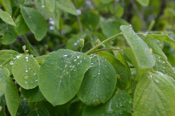 rain drops on a leaf