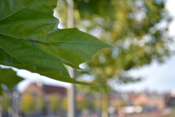 green leaves in the sun