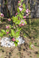 Fleurs de pommier