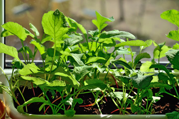 Radish seedlings close up growing on the windowsill