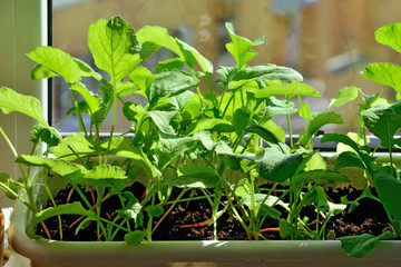 Radish seedlings close up growing on the windowsill