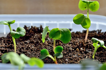 Radish seedlings close up growing on the windowsill