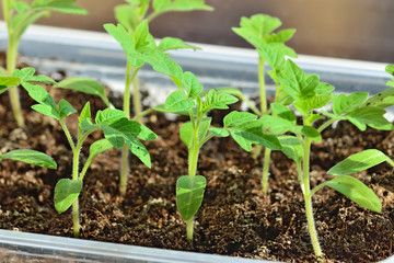Tomato seedlings close up growing on the windowsill