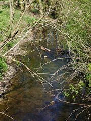 Bach durch Grünanlage