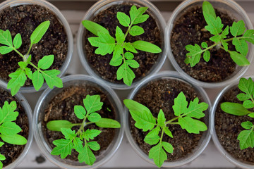 Tomato seedlings close up growing on the windowsill