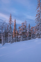 Fototapeta premium Fabulous Lapland forest in January